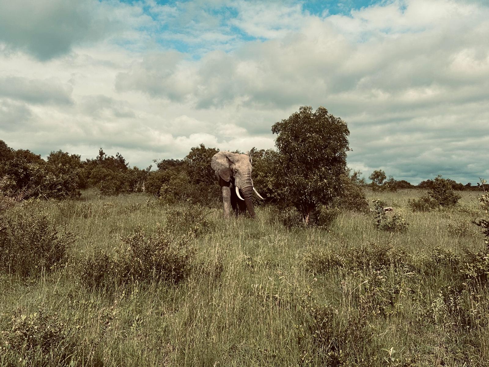 Safari